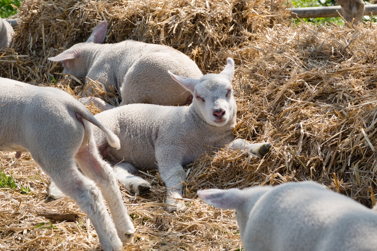 Lammetjes dag